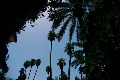 Low angle view of coconut palm trees against sky