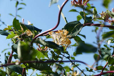 Low angle view of insect on flower tree