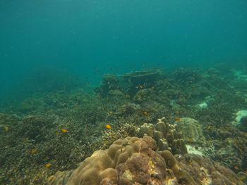 Fish swimming in sea