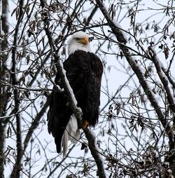 Low angle view of bald eagle perching on branch