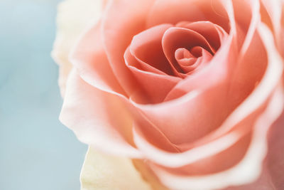 Close-up of rose bouquet