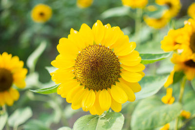 Close-up of yellow sunflower