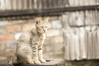 Portrait of cat sitting on retaining wall