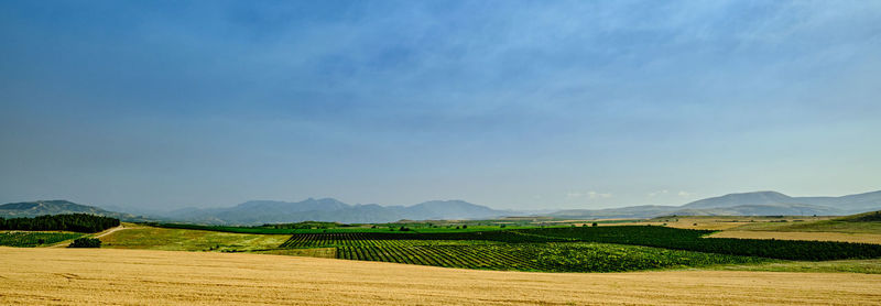 Scenic view of agricultural field against sky