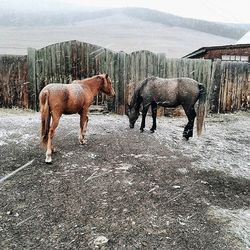 Side view of two horses