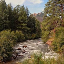 Scenic view of stream flowing in forest against sky