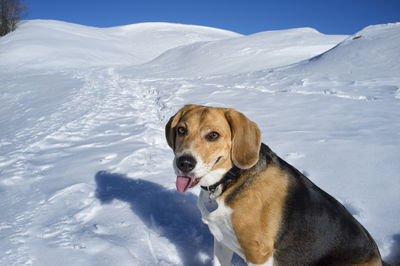 Close-up of dog on snow covered field