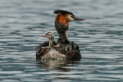 Close-up of duck swimming on lake