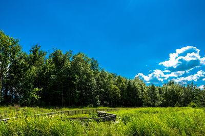 Trees on field against blue sky