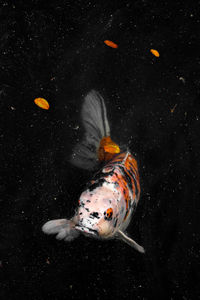 Close-up of fish swimming in sea