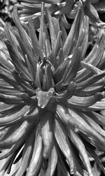 Full frame shot of white flower