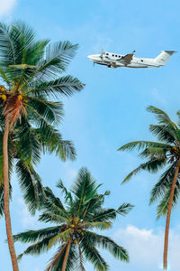 Low angle view of palm trees against sky