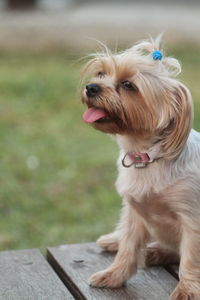 Dog looking away while sitting on floor