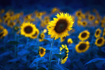 Close-up of sunflower blooming outdoors