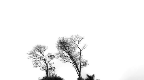 Low angle view of silhouette bare tree against clear sky