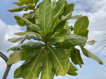 Low angle view of leaves