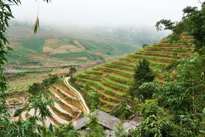 Scenic view of agricultural field