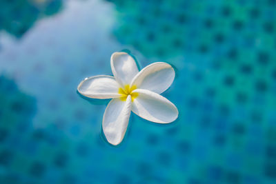 Close-up of white flower against blue sky