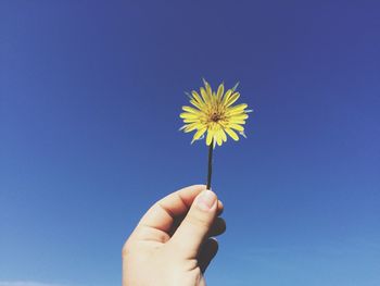 Cropped hand holding yellow dandelion flower against clear blue sky