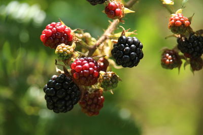 Close-up of berries growing on tree