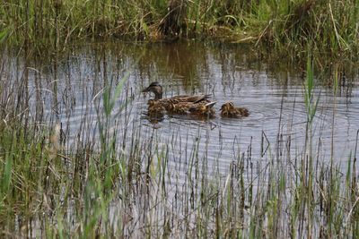 Ducks swimming in lake