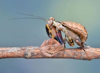 Close-up of insect on branch against blurred background