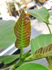 Close-up of insect on plant