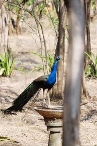 Side view of a bird on field