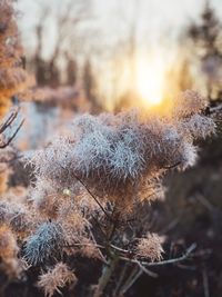 Close-up of frozen plants during winter