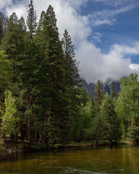 Trees by lake in forest against sky