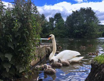 Swan in lake against sky