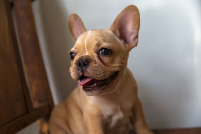 Close-up of dog looking away