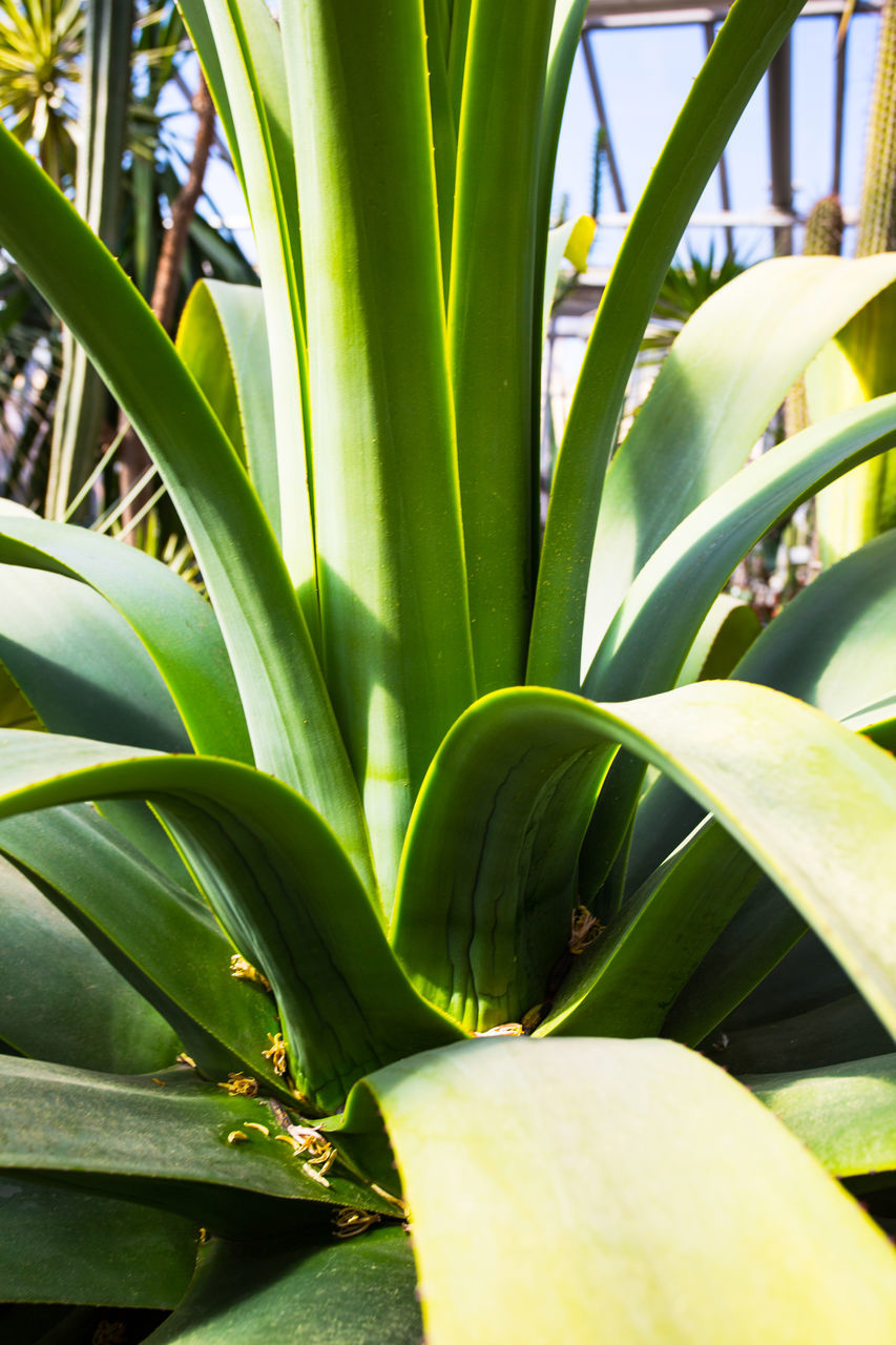 CLOSE-UP OF GREEN PLANT IN GARDEN