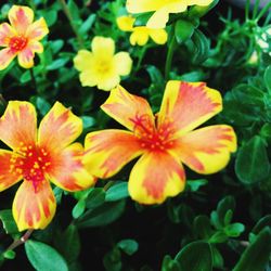 Close-up of flowers blooming outdoors
