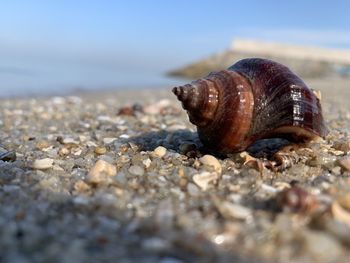 Close-up of shell on beach