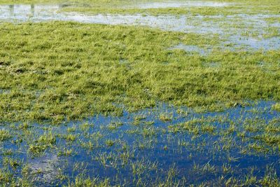 Close-up of grass in water