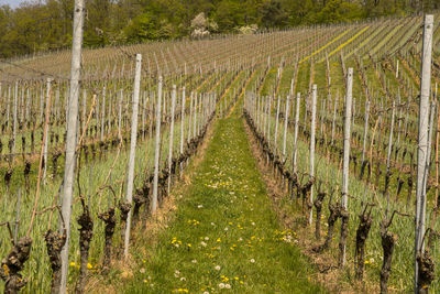 View of vineyard