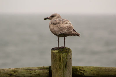 Close-up of seagull perching on wooden post