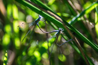 Close-up of insect on plant
