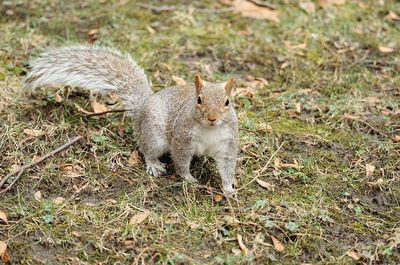 High angle view of squirrel on field