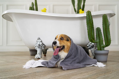 Washing pet dog home