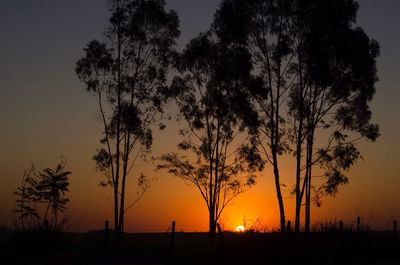 Silhouette of trees during sunset