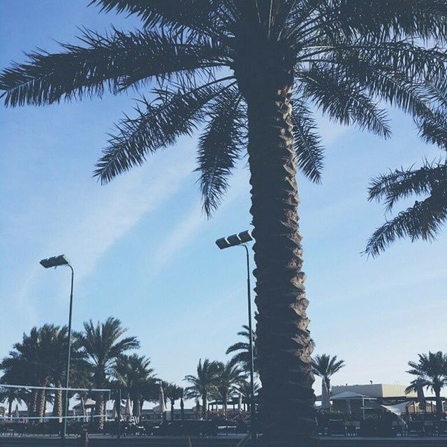 palm tree, tree, low angle view, tree trunk, clear sky, silhouette, coconut palm tree, growth, sky, branch, nature, tranquility, transportation, tall - high, street light, outdoors, beauty in nature, sunlight, blue, no people