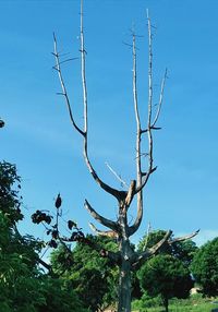 Low angle view of trees against blue sky