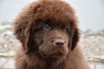 Direct look into the sweet face of a newfoundland puppy dog.