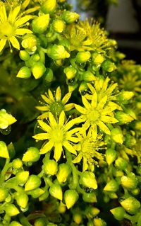 Close-up of yellow flowers blooming outdoors