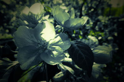 Close-up of flowering plant