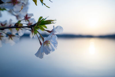 Close-up of cherry blossoms against sky