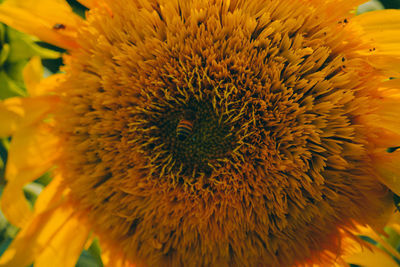 Close-up of sunflower