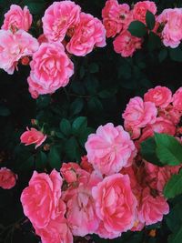 Close-up of pink roses